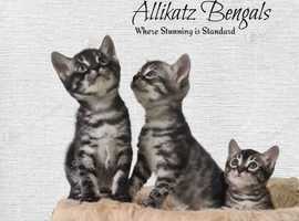 One TICA reg stunning silver charcoal Bengal kitten