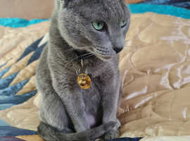 Gorgeous Russian Blue female for caring family