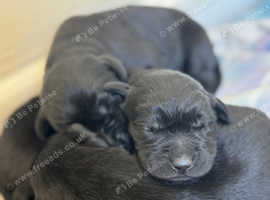 Labrador Puppies