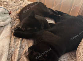 2x male cats for sale