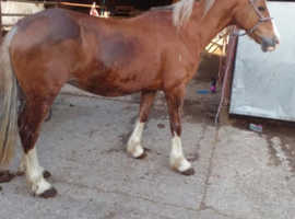 Reg Welsh c mare