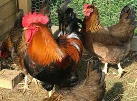 Welsummer (Large Fowl) Hatching Chicken eggs