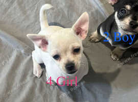 Deer Head Chihuahua smooth coat Puppies