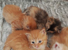 Maine coon kittens