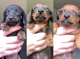 Mini dachshund puppy's