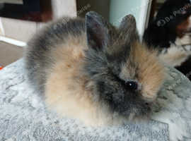LAST 2 Stunning DM Lionhead baby rabbits