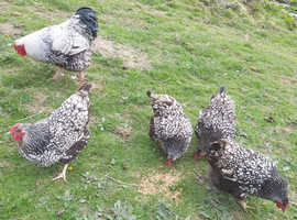 Wyandottes; Gold and / or Silver Laced Hatching Eggs x6