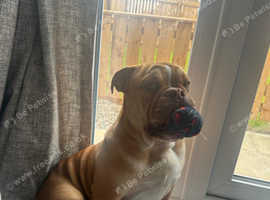 Bull dog