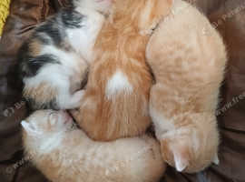 Kittens Forsale