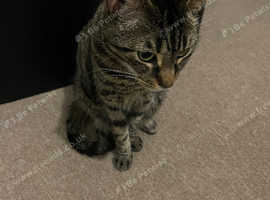 Tabby cats