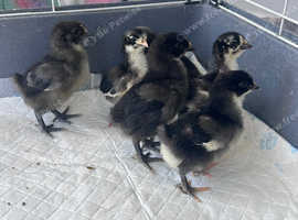 Pure breed lf Orpington chicks