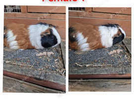 Adult Guinea pigs for sale