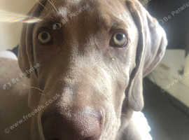 Weimaraner for sale