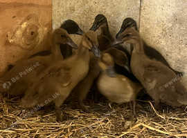 Ducklings