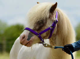 Super stunning Falabella