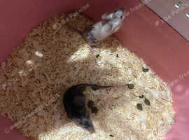 Baby mice
