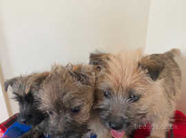 1 Boy cairn terriers still available