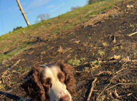 Springer spaniel
