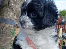 Hypoallergenic Poodle X Puppies