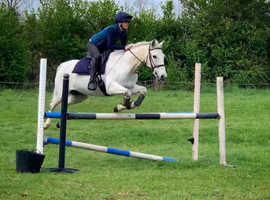 Quality  5 year old Connemara  mare