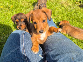 Adorable jackapoo looking for new homes