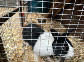 Timmy , the Dutch rabbit looking for forever home