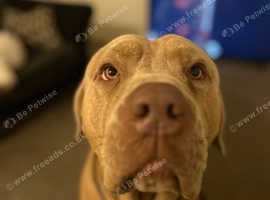 Bullmastiff - 3 years old