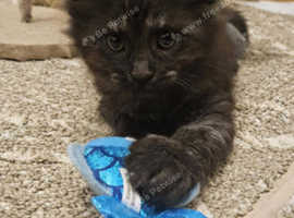 Beautiful Maine Coon Kitten