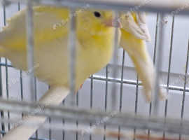 Canaries forsale
