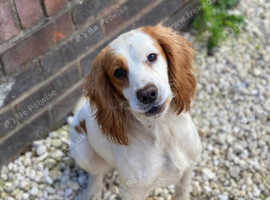 15 month old cocker spaniel female