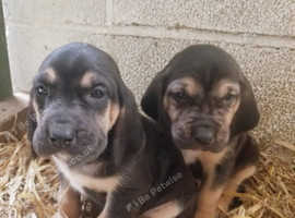 Bloodhound puppies