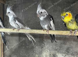 Cockatiels for sale