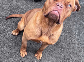 Beautiful female dogue de Bordeaux
