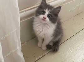 Mainecoon x long haired Russian blue