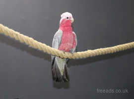 Galah Cockatoo Talking Parrot,5 in Birmingham on Freeads Classifieds ...