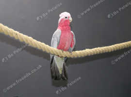 Galah Cockatoo Talking Parrot,27
