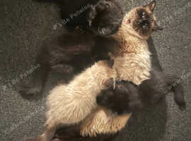 Kittens looking for forever home