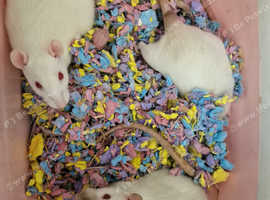 Siamese baby rats