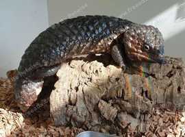 Shingleback Skink (Tiliqua Rugosa) for sale