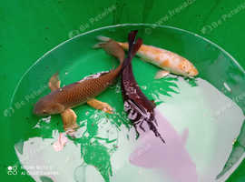 Free to good home, Grass carp and Butterfly fish