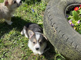*Last one!* Corgi puppies KC registered