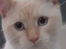 Kitten studs + queens for sale colourpoints cross russian blue