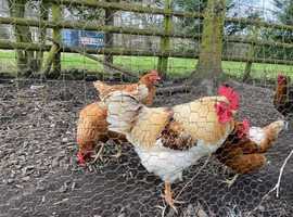 Rehoming required of cockerel and two hens