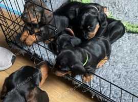 Miniature dachshund