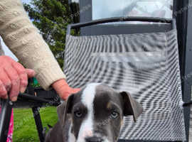 Staffordshire bull terriers