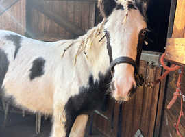 Maxi cob colt yearling Lionheart bred make 16h