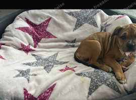 Mastiff mix puppy