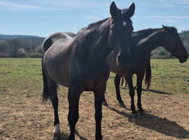 Stunning happy hacking fun ride allrounder