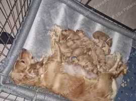 Cockapoo puppies for sale