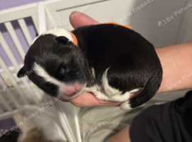 Puppie akitas
